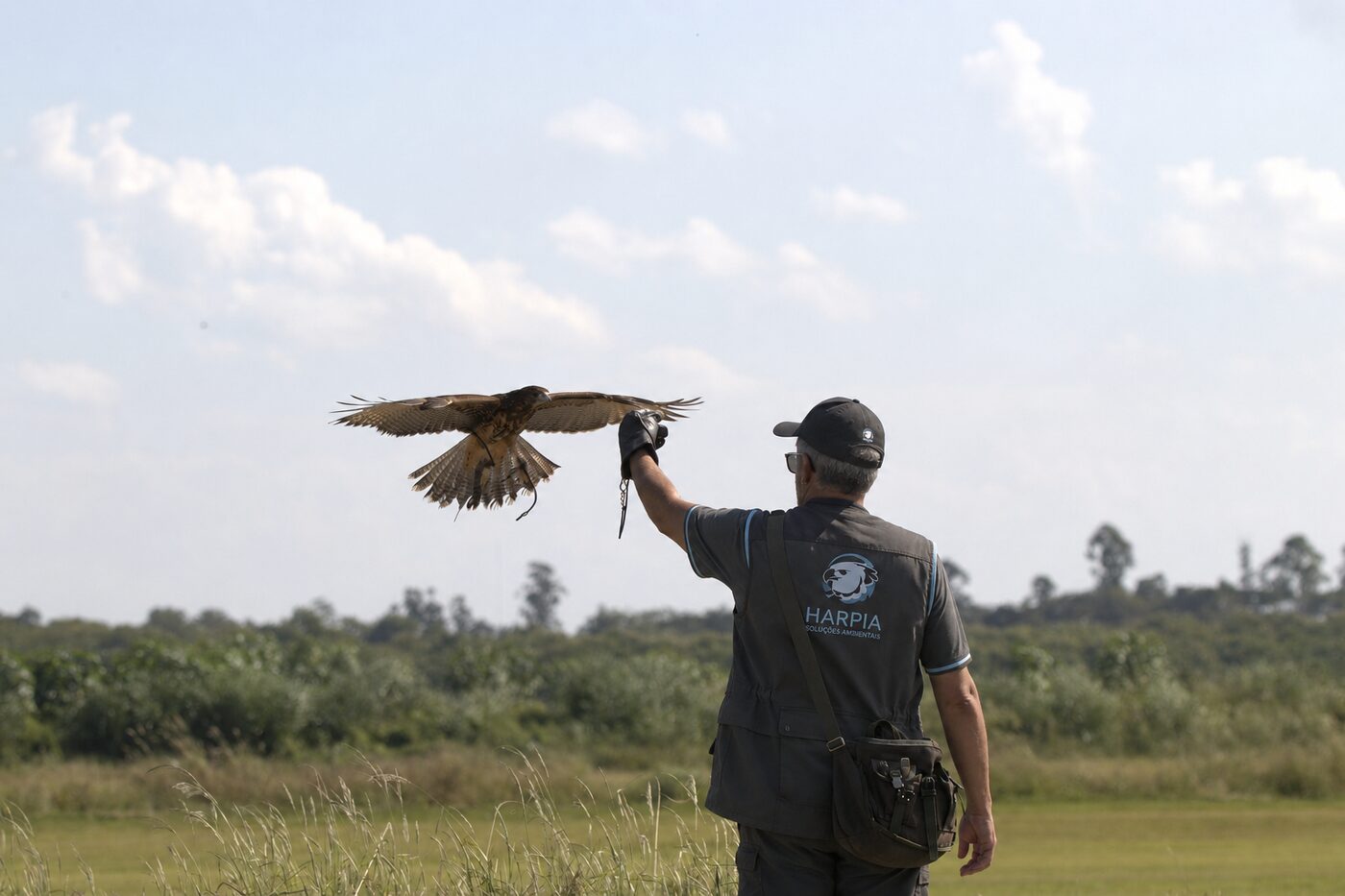 Falcoeiro da Harpia em campo durante manejo de fauna com ave de rapina